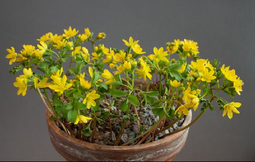 Gymnospermium altaicum